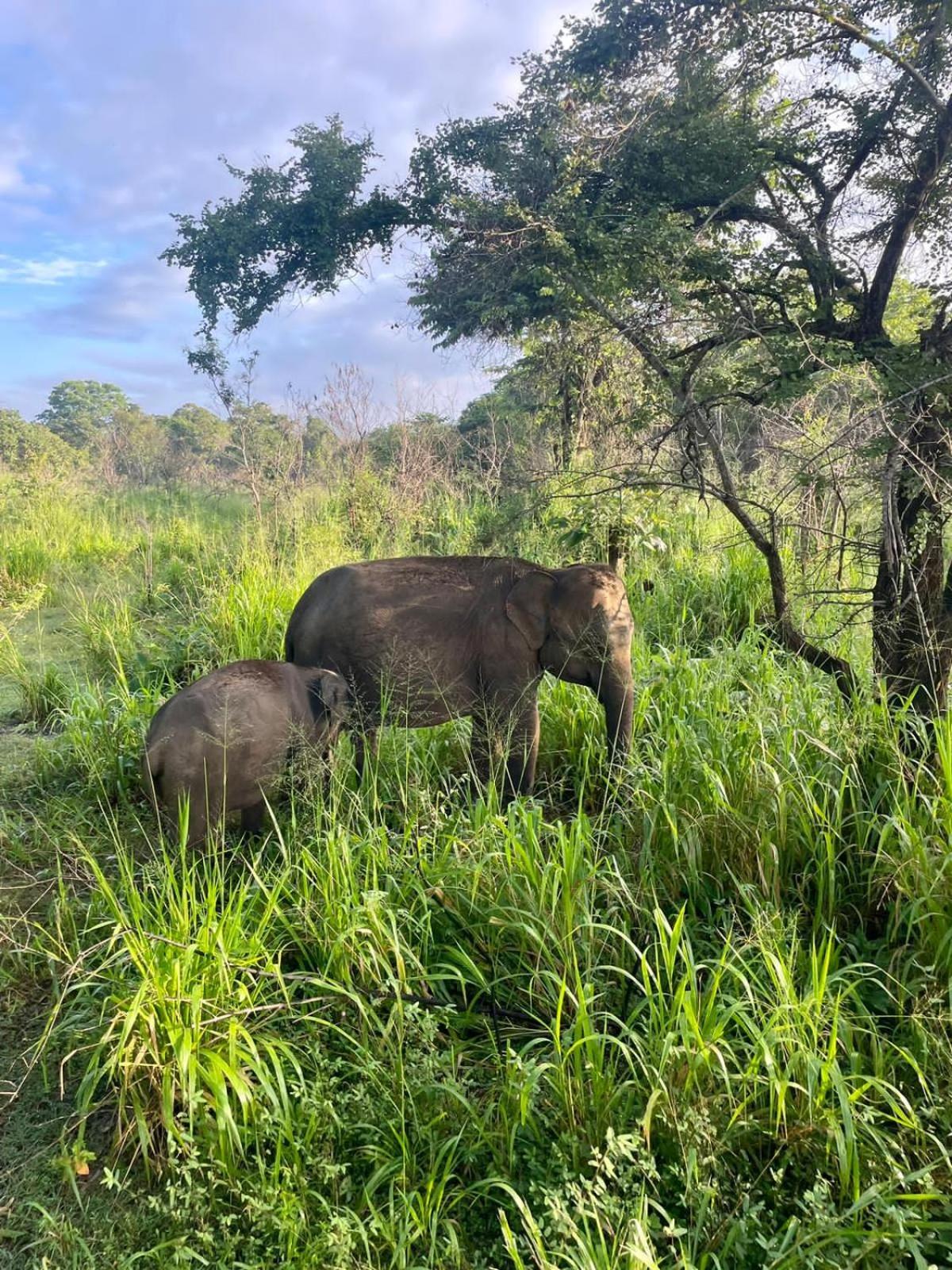 Elephant Safari Lodge Sigiriya Junction Habarana Εξωτερικό φωτογραφία