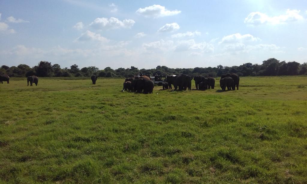 Elephant Safari Lodge Sigiriya Junction Habarana Εξωτερικό φωτογραφία